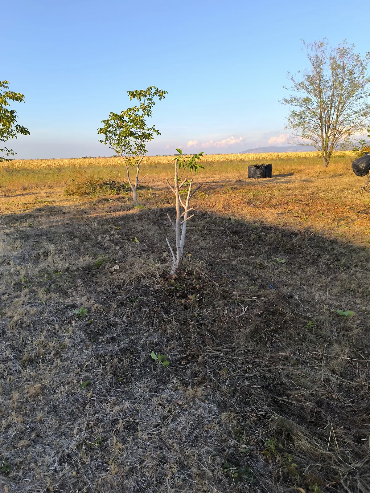 După lucrare: teren defrișat și curățat în Cicir, Arad