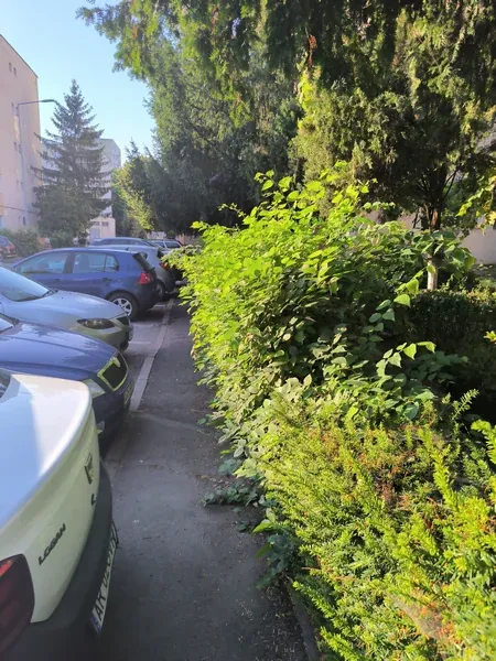 Înainte de lucrare: gard viu crescut neuniform în Arad